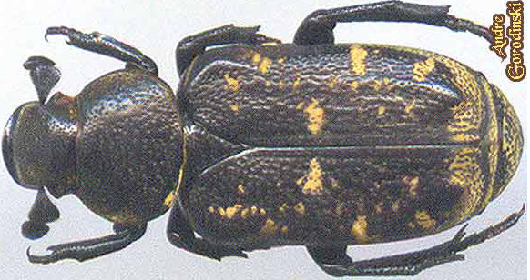 http://www.gorodinski.ru/cetoniidae/Clinterocera obsoleta.jpg